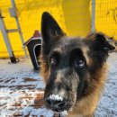 엄마의 마음 | 유기견 입양 후기, 사역견 은퇴 노견을 입양한 캐나다 수의사 엄마의 마음