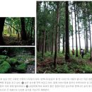 [제주 여행기 1] 셋이 우연히 찾아낸 머체왓숲길, 진짜 제주 숲길을 만나다 이미지