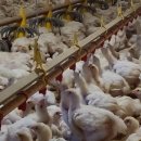 명성2농장 이미지