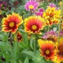 아리스타타 이미지