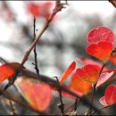 들꽃편지 이미지