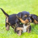 꼬리 흔드는 강아지 이미지