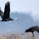 두루미네 이미지