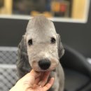 슈앤트리 이미지