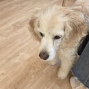 충정로역(5) | 충정로역 핫플, 호미커피 솔직후기! 귀여운 댕댕이 상주