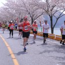 자양벚꽃100리길 이미지