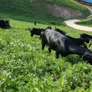 산내들 흑염소 이미지