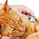 광주첨단YB동물병원 이미지