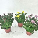 세븐일레븐편의점 이미지