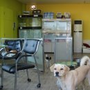 애견클럽 이미지