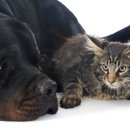 강아지와고양이 이미지