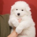 솜사탕 Daum카페