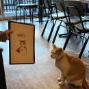 고양이호프 네이버블로그