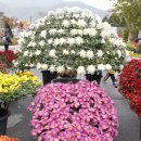 국화축제장 입구 이미지