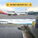 제주 애견동반 여행 중형견이상 항공사비교 아시아나 후기