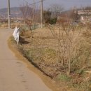 마중리 Daum카페