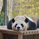 에버랜드 판다월드 후기 🐼 평일 웨이팅 후기 & 바오패밀리 실제로 보고 온 힐링 시간