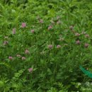 클로버약국 이미지