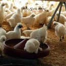 백봉닭농장 이미지