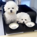 비비&숑숑 반려견펜션 이미지