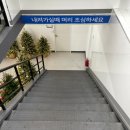 벨리스플라워