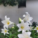 고고한 백합 향기 이미지