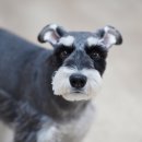 별이와개똥이 이미지