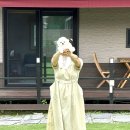 수호펜션 | 나만 알고싶은 춘천 애견동반펜션 [봄앤조이스테이] 여름휴가 다녀온 생생후기