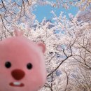 당진Y복싱클럽 이미지