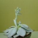 백년다육