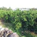 고시농장 이미지