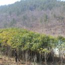 약산흑염소 이미지