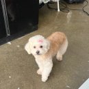 야옹아 멍멍해봐 미용실 이미지