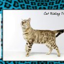 나무타는고양이 구경하는강아지 이미지