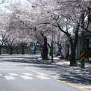봉산 벚꽃길 네이버블로그