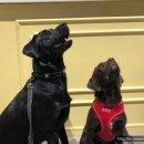 로제펫샵 이미지