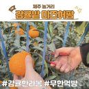 감귤밭 미즈허팜