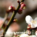 한송이봄