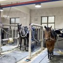 대전승마장 이미지