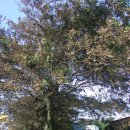 퐁낭거리 이미지