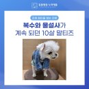 독사랑동물병원 | 합정동물병원 찾는 보호자들이 아현동까지 오는 이유 (18년 차 수의사 기준)