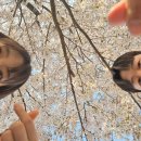 안양천 | 경기도 벚꽃 명소 안양천 벚꽃길 후기 (04.04 개화상황)