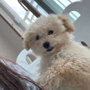 리틀 포레브 이미지