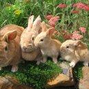 서울한빛동물병원 이미지