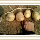 팔팔 백세농원 감자 이야기 이미지