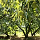 큰뜰농장 이미지