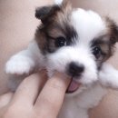 앙