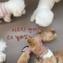 멍댕이 애견유치원 네이버블로그