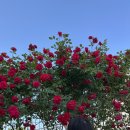 장미카센타 이미지