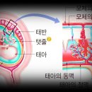 봄마루의원 | 내분비호르몬/태반--HCG융모성(태반성)고나도트로핀